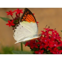 World Collection of Exotic Butterflies Ten pupae World Collection of Exotic Butterflies Ten pupae